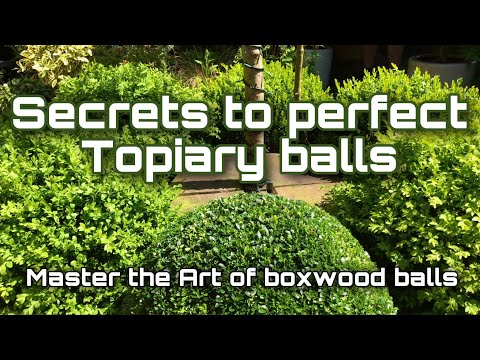 Topiary boxwood ball Tutorial - Trimming Tips #topiarytutorial #boxwoodballs #topiaryballtrimming