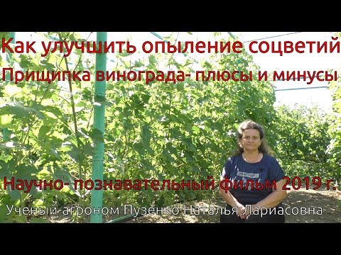 3. Прищипка побегов винограда- плюсы и минусы. Как улучшить опыление (Пузенко Н.Л.)