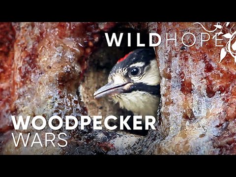 Why are rare woodpeckers thriving on this US Army base? | WILD HOPE