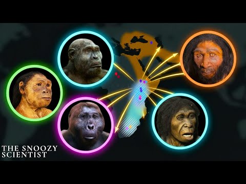 The 7 Million Years of Evolution That Made Us Human