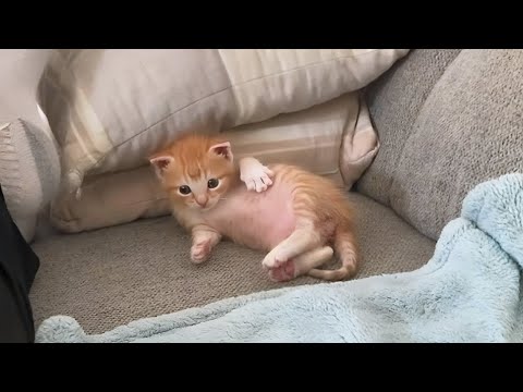 New Funniest Cats Clips 2025😼Try Not To Laugh😜 #22