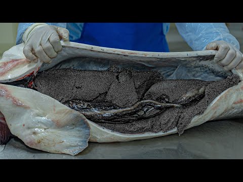 10kg Of Caviar Per Sturgeon! Factory Producing The Most Expensive Caviar In The World