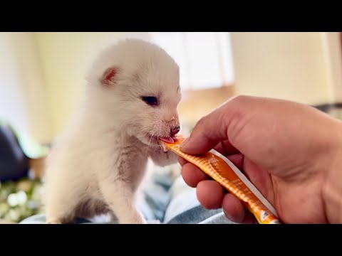 The miracle of life! This brave little fox 🦊 has grown up amazingly. 🦊👍👍👍👍