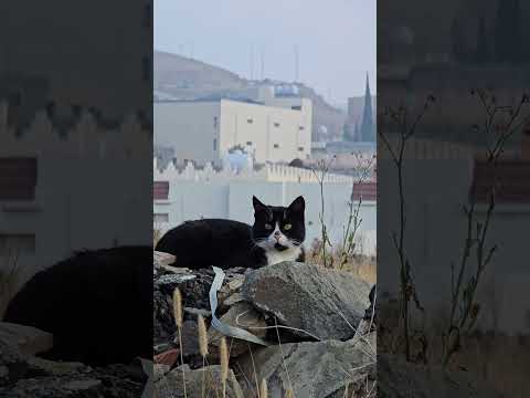 💔A Stray Cat in the Cold💔.Heartbreaking Sight"💔💔💔