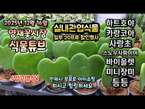 I hope you have a healing time while looking at the plants that arrived at Yangjae Flower Market ...