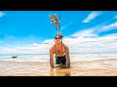 Surviving On Tiger Shark Beach With My Kittens