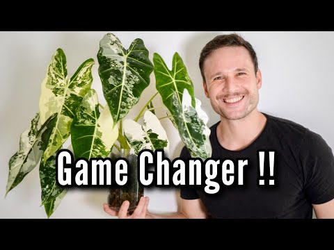 I tried something new ... How to grow Alocasia 'Frydek'