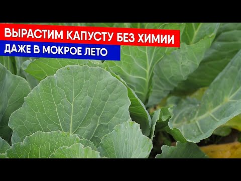 Вырастим капусту без химии даже в мокрое лето