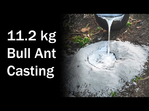 11.2 kg (24.7 lb) Aluminum Casting of a Jumping Jack Bull Ant Nest - M nigrocinta - Brooloo 20181027