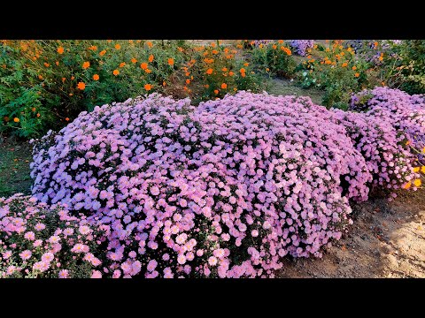 НЕЗАМЕНИМЫЕ ОСЕНЬЮ МНОГОЛЕТНИЕ АСТРЫ. Сентябринки, уход, выращивание, разнообразие сортов