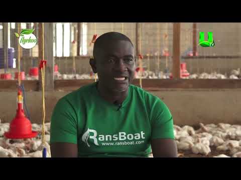 AYEKOO: DO’S AND DON'TS OF POULTRY FARMING