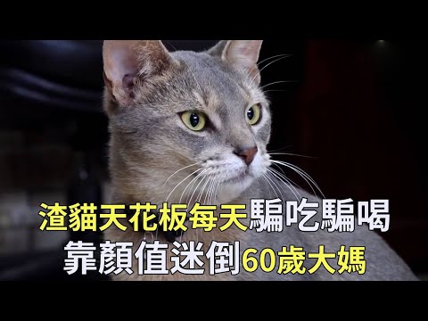 渣貓界的天花板！靠著帥氣的顏值欺騙了60歲阿姨的感情，看到最後讓人哭笑不得【小奶狗觀影】