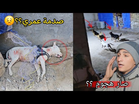 طلعت كلابي إلى الشارع وصار هجوم عجيب !! سويت مقلب في صديقي الحلاق 😣🔥