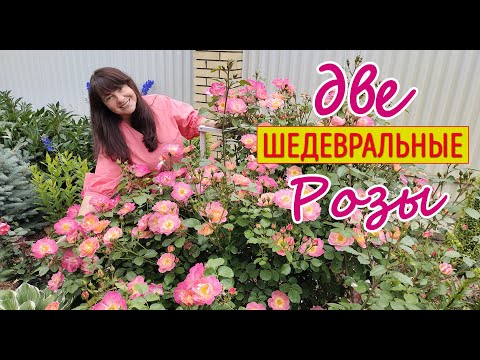 Розы ГЕРЦОГИНЯ ФРЕДЕРИКА и АНЖЕЛА! Посадите - и никогда не пожалеете!