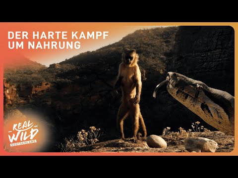 Brasiliens Tierwelt aus einem neuen Blickwinkel | Tier Doku