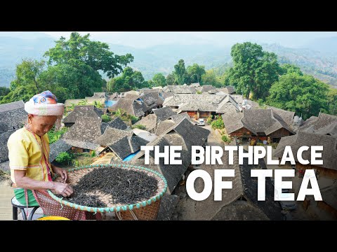 The alleged BIRTHPLACE of TEA! They have been tea farmers for over 1000 YEARS! EP28, S2