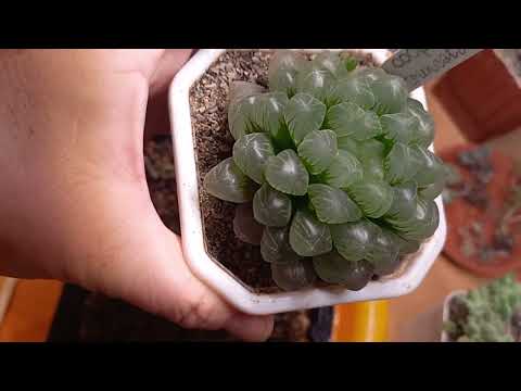 Посадка кактусов и суккулентов