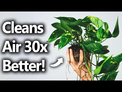 Giving your house plants genetic super powers