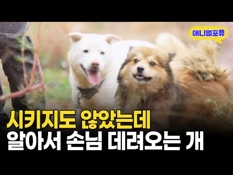 똑똑한 줄 모르고 키운 개가, 손님 데려오는 천재견이라니 I KBS 동물극장 단짝 221210 방송