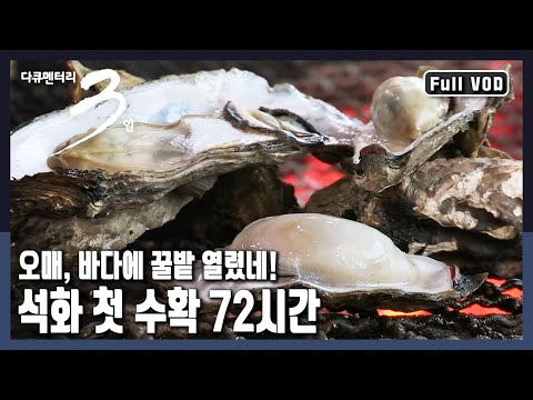 [다큐3일★풀버전] 바다에서 피는 검은 꽃! 1년 동안 바다가 품어준 자연산 '석화' 바다가 주는 보물을 캐내기 위한 남포마을 72시간~ (KBS 20191213 방송)