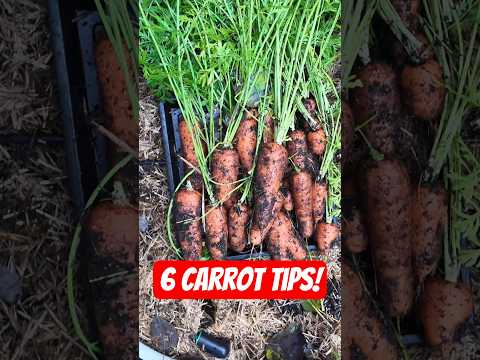 Use these 6 Carrot Tips To Get Your Best Harvest Ever!