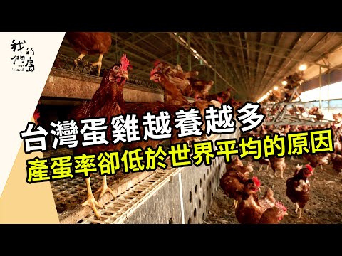 蛋雞的家要多大？｜透過友善飼養提高產蛋率(公視我們的島 第1204集 2023-05-15)