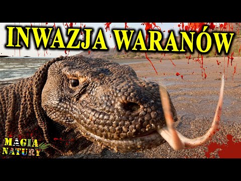 Krwiożercze, Jadowite Smoki - 5 Największych WARANÓW Świata