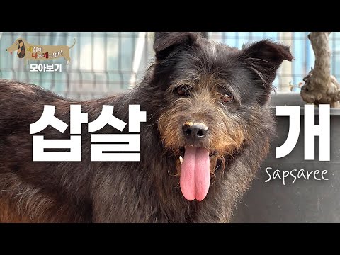 [세나개 댕모아] 귀신 쫓는 한국 토종 개, 삽살개의 문제행동 🐶 삽살개 편 Sapsaree