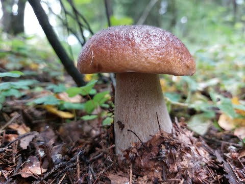 Let's pick some interesting mushrooms! The mushrooms are growing and continue to delight the mush...
