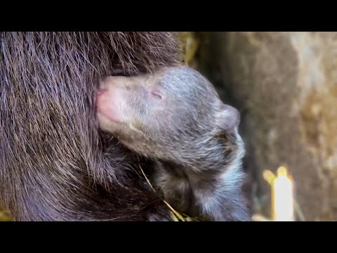 Рожденные на Крещение медвежата приползают поближе услышав ласковый голос Татьяны Ивановны!