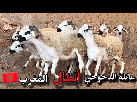 زيارة بطل المغرب 🇲🇦 في تربية الصردي🔥 استعدادات عائلة الدحوحي أنوك 2024❤️🏆