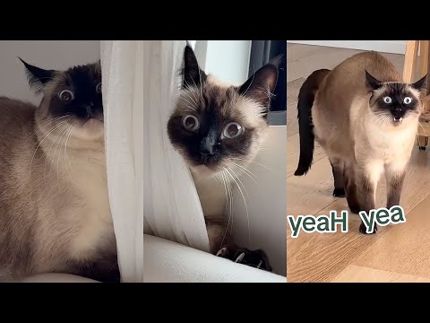 Talking Cat Gets Mad - Merv the Cat Shorts Video Compilations
