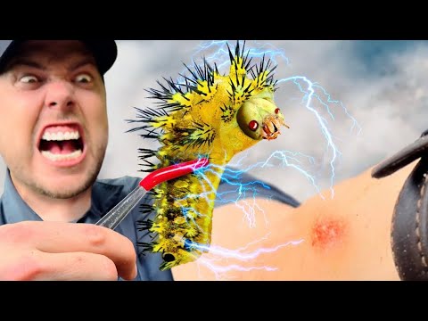 STUNG by an Electric Caterpillar!