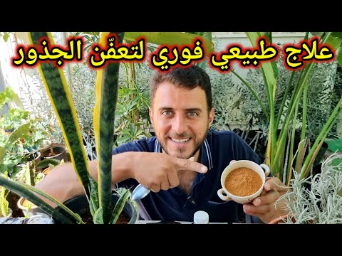 سماد طبيعي موجود بمنزلك بالمجان لعلاج تعفن جذور النباتات (نتيجته مذهلة)