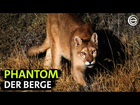 The Puma – Hunter of the Andes | Experience Earth