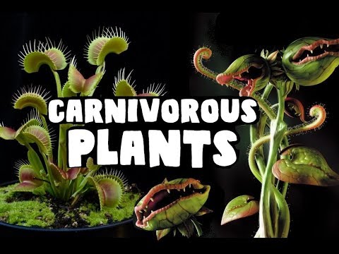 Dungeons and Dragons lore: Carnivorous plants
