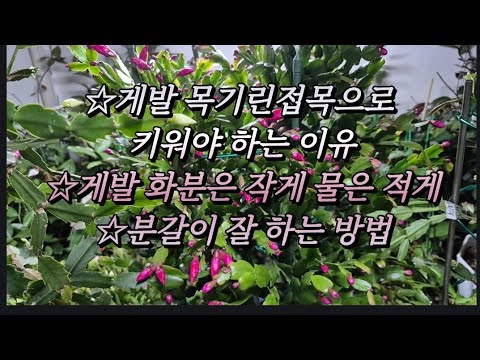 #게발 목기린접목으로 키워야 하는 이유 #게발 분갈이 잘 하기 #이벤트 당첨 발표(12월 10일)