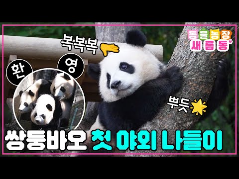 [#새롭동물농장] 바오 가족의 설레는 가을 즐기기🍂 쌍둥바오 루이X후이 야외 방사장 진출에 성공하다!!👏👏👏 / EP.1195 #TV동물농장 #AnimalFarm #SBSstory