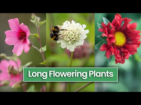 12 Long Flowering Perennials You May Not Have Heard Of