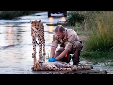 Animals That Asked People For Help & Kindness!