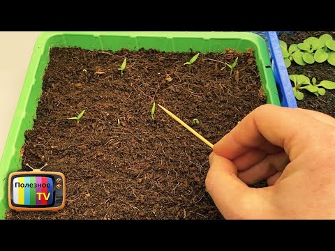 Did pepper shoots appear? What you need to do right away so as not to ruin the seedlings!