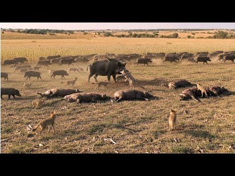 This Is Why WILD BOARS ARE DISAPPEARING IN DROVES   What Happened Shocked Scientists