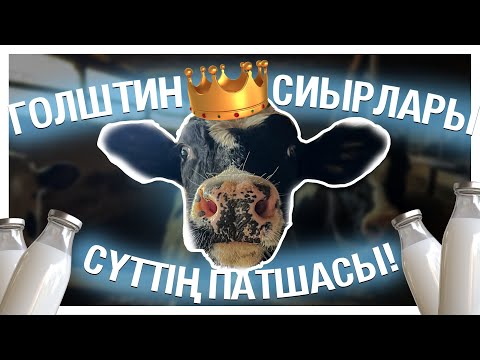 Эксклюзив! Сүтті ірі қара - отбасылық бизнес | Адамның бойындай сиыр | Сауу кәсібінің қыр-сыры