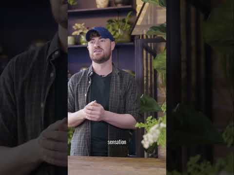 How shaking your Fiddle Leaf Fig boosts its growth! | House Beautiful