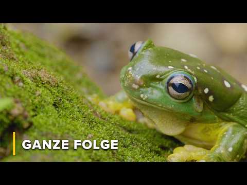 Die Wasserlöcher: Verborgene Oasen des Paradieses | Geheimnisse des wilden Australien 107