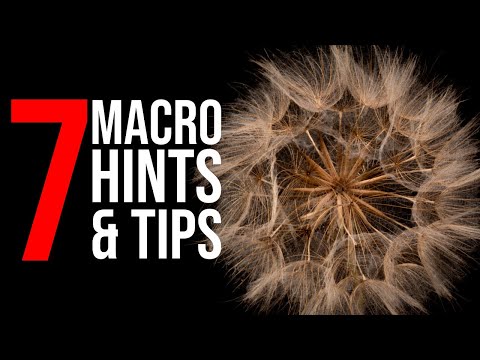7 MACRO Photography Hints & Tips - Home Studio Close Up Photography