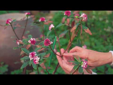 천리향 보내지 않고 해마다 꽃을 많이 볼려면 이렇게 하세요