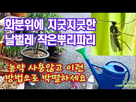 How to completely get rid of the disgusting root fly without medication