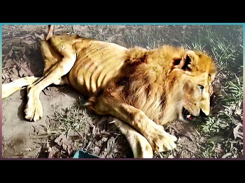 Tiere Die Menschen Um Hilfe Bitten!