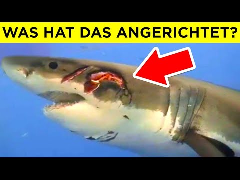 Die Tiere, Vor Denen Die Größten Raubtiere Angst Haben